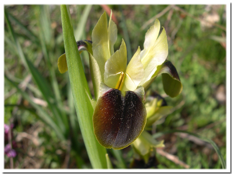 Iris tuberosa / Bellavedova